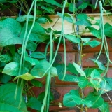 Kovrčava pasulj šparoga: sorte + fotografija